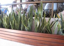 Kwikfynd Indoor Planting
nirrandaeast