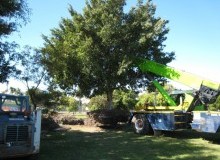 Kwikfynd Tree Management Services
nirrandaeast